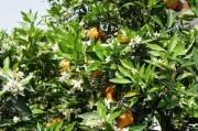 柑橘創(chuàng)新蓋膜種植技術(shù)_陳皮柑嫁接多久可發(fā)芽 柑橘創(chuàng)新蓋膜種植技術(shù)_陳皮柑嫁接多久可發(fā)芽