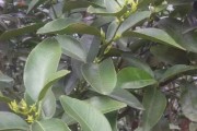 柑橘樹種植技術打藥技術_果樹春季打藥加尿素行嗎