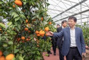 柑橘農(nóng)場(chǎng)種植技術(shù)_如何做到在一年內(nèi)開(kāi)花掛果兩次