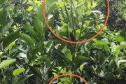 貢柑橘種植技術(shù)_如何管理才能讓柑橘長的更好