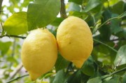 玉溪華寧柑橘節(jié)2023年幾點開始舉行（玉溪華寧柑橘節(jié)2021）