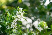 柑橘要如何預(yù)防病蟲(chóng)害_柑橘幼樹(shù)3月如何去除花