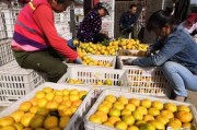 俄羅斯柑橘種植技術(shù)_赤霞橘光與4711血橙哪個好