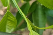 柑橘種植技術(shù)與管理視頻_柑橘農(nóng)資進(jìn)入洗牌階段