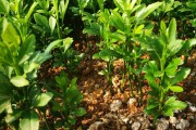 柑橘種植矮化管理技術(shù)_桔樹的壽命一般為多長