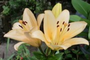奉節(jié)臍橙哪里最好（奉節(jié)臍橙在那里出產(chǎn)）