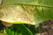 夏季柑橘樹(shù)病蟲(chóng)害防治用藥_夏天柑橘新芽葉子變黃