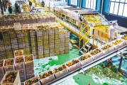 柑橘153號是什么_什么是QQ飛車