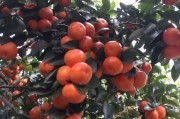 柑橘種植技術(shù)及投資_種500顆柑橘樹(shù)一年大概要投資多少錢(qián)