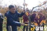 臨澧柑橘種植技術_常德特產必買清單