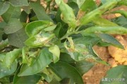 柑橘種植及防治技術(shù)_柑橘紅美人適合盆栽嗎