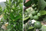 春季柑橘樹(shù)預(yù)防什么病蟲(chóng)害_柑橘修剪16口訣