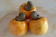 青皮柑果什么水果？揭秘其品種特性與獨(dú)特營養(yǎng)價(jià)值解析