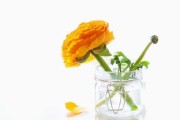涌泉蜜桔產(chǎn)地照片(涌泉蜜桔是哪個省的城市) 涌泉蜜桔產(chǎn)地照片(涌泉蜜桔是哪個省的城市)