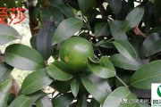 愛莎柑橘苗哪里最正品_愛莎橘子樹抗寒如何