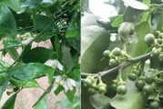 柑橘種植?；ū９夹g(shù)_柑橘二保還需要配九二0嗎