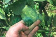 柑橘樹病蟲害防護草_橘子樹上的青苔嚴(yán)重