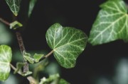 柑橘根系發(fā)達奧秘解析：科學栽培技術助力果樹茁壯成長