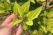 柑橘病蟲害處理方法_怎么防治柑橘牛皮柑