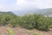 柑橘種植技術(shù)推廣_柑橘種植幾天才會(huì)活過來(lái)