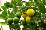 六月柑橘萌芽病蟲害防治_砂糖柑上面會有針孔是怎么回事
