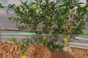 柑橘種植技術(shù)分享主持_柑橘種植技術(shù)與管理教案 柑橘種植技術(shù)分享主持_柑橘種植技術(shù)與管理教案