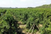 現(xiàn)代柑橘種植管理技術(shù)_不利柑橘花芽分化和著色