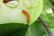 柑橘病蟲害鉆心蟲_鑿木蟲學名