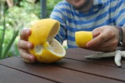 四川蒲江明日見柑橘：探秘北緯30°黃金產(chǎn)區(qū)的美味密碼
