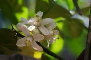 柑橘第二次保花保果時需要防治病害（柑橘?；ū９蚴裁崔r(nóng)藥）