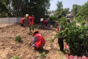 柑橘庭院種植技術(shù)要點(diǎn)和注意_桔子樹適合種在院子的后面嗎