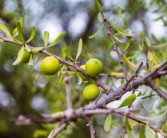 柑橘果樹(shù)種植前修剪技術(shù)視頻（柑橘樹(shù)修剪教你個(gè)土辦法）