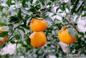 柑橘種植技術(shù)及特征_柑橘皇后之稱的愛媛28號有哪些優(yōu)缺點(diǎn) 柑橘種植技術(shù)及特征_柑橘皇后之稱的愛媛28號有哪些優(yōu)缺點(diǎn)