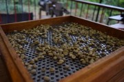 金狐貍粑粑柑怎么分大?。ń鸷偘野腋淘趺礃樱? title=