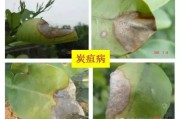 柑橘病蟲(chóng)害防治周年圖_柑橘在出現(xiàn)花蕾前打什么藥 柑橘病蟲(chóng)害防治周年圖_柑橘在出現(xiàn)花蕾前打什么藥