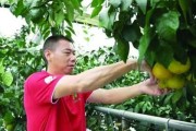 柑橘產業(yè)化種植技術_什么時候是移植桔子樹的最佳時節(jié)