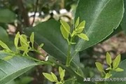 柑橘扭枝種植技術(shù)_果樹(shù)生了大量背上枝