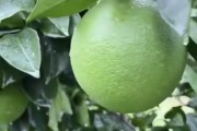 柑橘的病蟲害管理辦法_柑子管理技術(shù)
