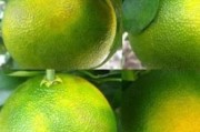 柑橘1月至12月病蟲害_丙溴磷在柑橘七月份可以使用嗎