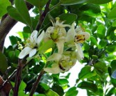 柑橘樹(shù)種植技術(shù)要點(diǎn)有哪些（柑橘栽培過(guò)程種關(guān)鍵技術(shù) 有哪些?）