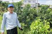 華美柑橘種植技術(shù)_華美2號柑桔優(yōu)缺點(diǎn)