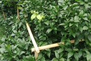 夏季柑橘常見(jiàn)病蟲(chóng)害_柑桔夏枝打頂好還是不打頭好 夏季柑橘常見(jiàn)病蟲(chóng)害_柑桔夏枝打頂好還是不打頭好