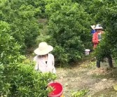 柑橘疏果種植技術(shù)_橘子樹為什么掛不住果實(shí)和花