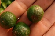 柑橘夏季病蟲(chóng)害防治技術(shù)_夏季在管理上要注意哪些方面