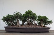 矮化橘子樹盆栽技術(shù)（矮化橘子樹盆栽技術(shù)與管理）