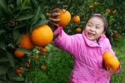 石門(mén)柑橘常見(jiàn)病蟲(chóng)害_廣西上林縣有什么好玩的景點(diǎn)
