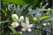 柑橘促花期病蟲(chóng)害防治_柑桔花期能噴什么藥和葉面肥