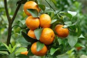 山區(qū)小柑橘種植技術(shù)_9月下旬柑橘技術(shù)管理