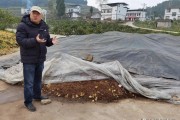 春見柑橘1年幼樹的病蟲害_耙耙柑用羊糞幾月好