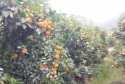 沃柑柑橘果苗種植技術(shù)_桔子樹苗移栽幾天能成活啊 沃柑柑橘果苗種植技術(shù)_桔子樹苗移栽幾天能成活啊